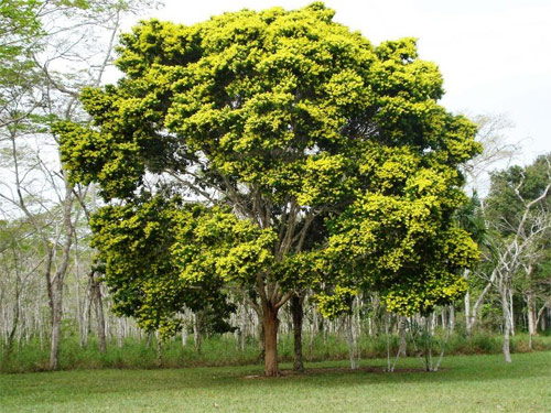 Arbol nacional de Brasil