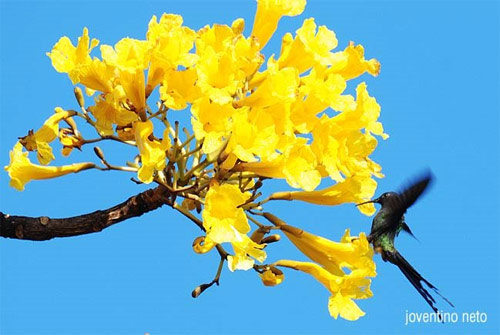 Flor nacional de Brasil