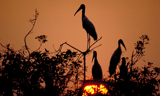 Pantanal - Mato Grosso
